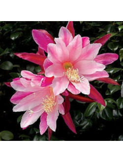 Orchid Cactus ‘Pink’ (Epiphyllum hybrid)