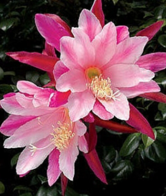 Orchid Cactus ‘Pink’ (Epiphyllum hybrid)