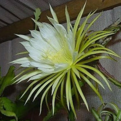 Selenicereus macdonaldiae