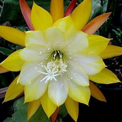 Epiphyllum  Ice Cream