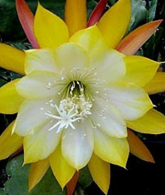 Epiphyllum  Ice Cream