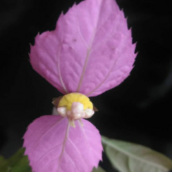 Dalechampia roezliana