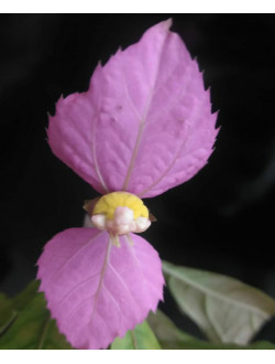 Dalechampia roezliana