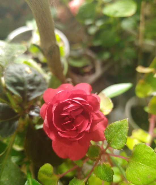 Бальзам double bicolor