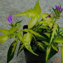 ALTERNANTHERA HYBRID "WAVY YELLOW