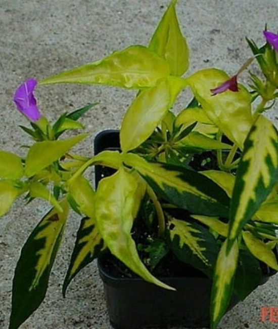 ALTERNANTHERA HYBRID "WAVY YELLOW