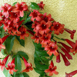 Bignonia Capreolata