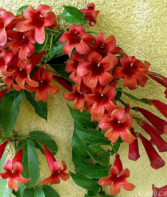 Bignonia Capreolata