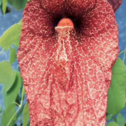 Dutchman’s Pipe ‘Brasiliensis’