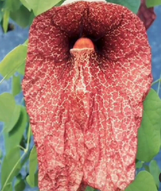 Dutchman’s Pipe ‘Brasiliensis’