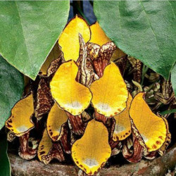 Aristolochia Peruviana