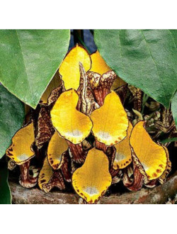Aristolochia Peruviana