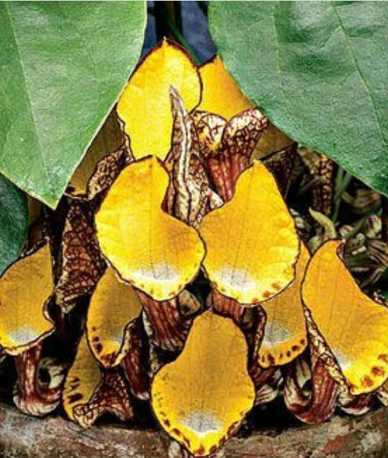 Aristolochia Peruviana
