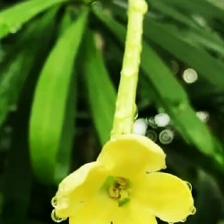 Brunfelsia densifolia