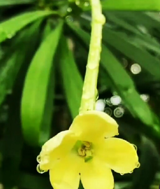Brunfelsia densifolia