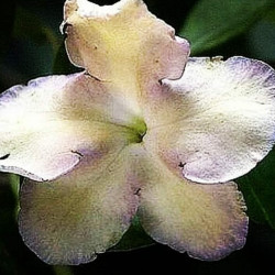Brunfelsia isola - Lavender Lady of the Nigh