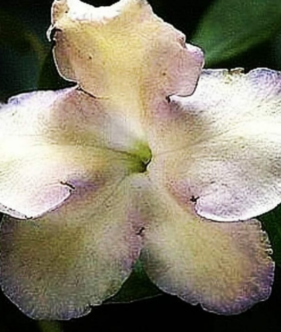 Brunfelsia isola - Lavender Lady of the Nigh