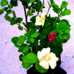Pavonia Brazilian Rock 