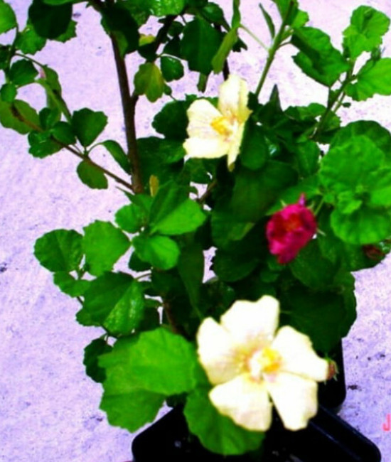 Pavonia Brazilian Rock 