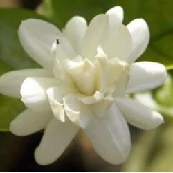 Jasminum sambac Mysore Mulli