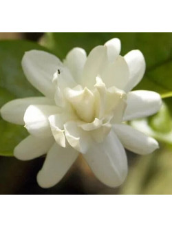 Jasminum sambac Mysore Mulli