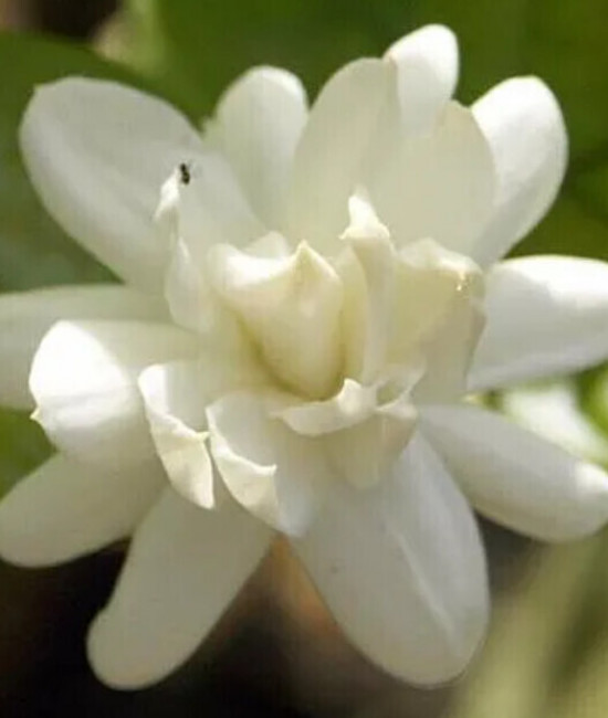 Jasminum sambac Mysore Mulli