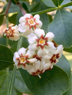 Schrebera alata