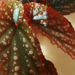 Begonia Arabion Sunse