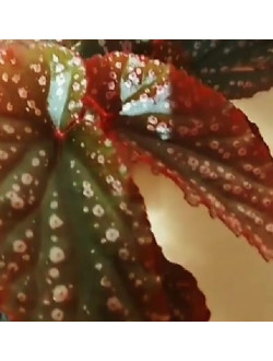 Begonia Arabion Sunse