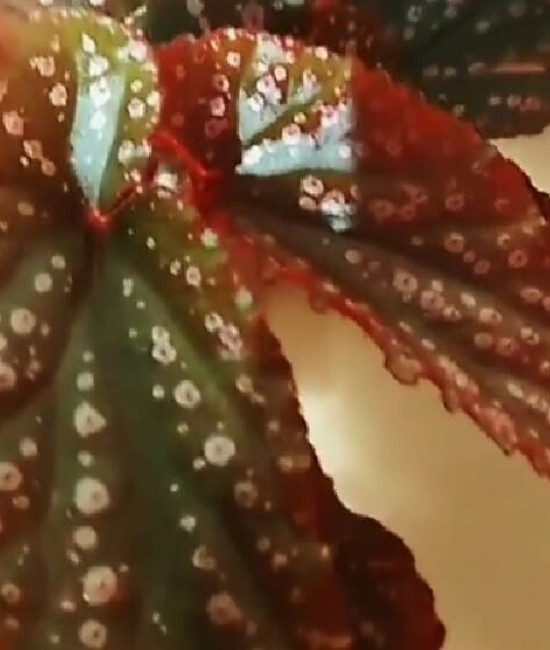 Begonia Arabion Sunse
