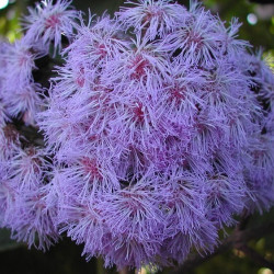 Bartlettina sordida, Eupatorium sordidum 