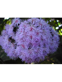 Bartlettina sordida, Eupatorium sordidum 