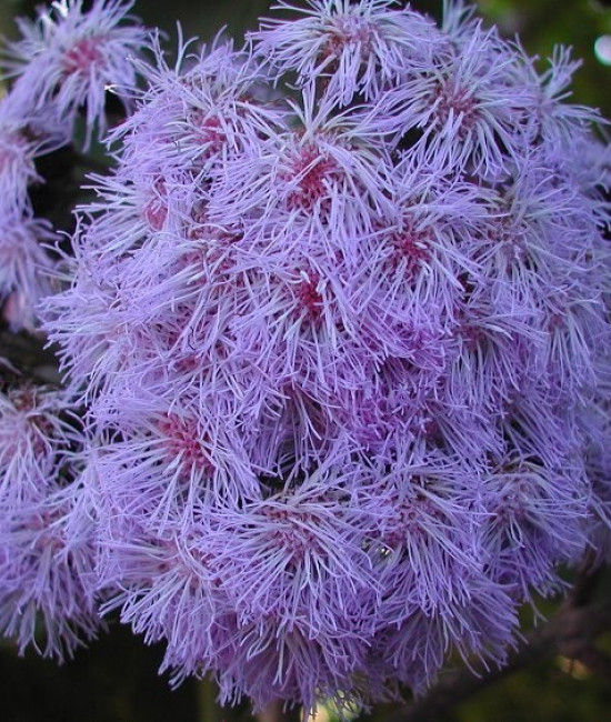 Bartlettina sordida, Eupatorium sordidum 