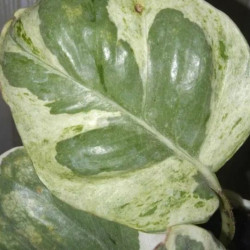 Еpipremnum sp cv Wow big and wave leave