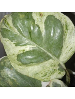 Еpipremnum sp cv Wow big and wave leave