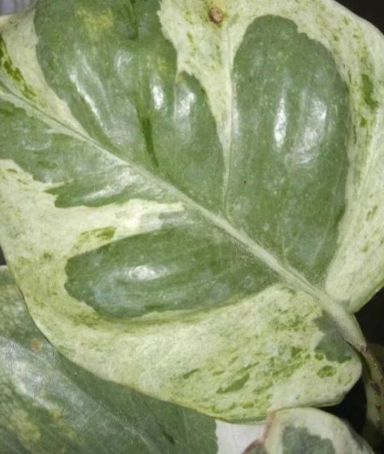 Еpipremnum sp cv Wow big and wave leave