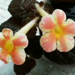 Episcia Star of Bethlehem