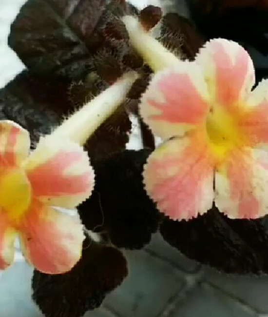 Episcia Star of Bethlehem