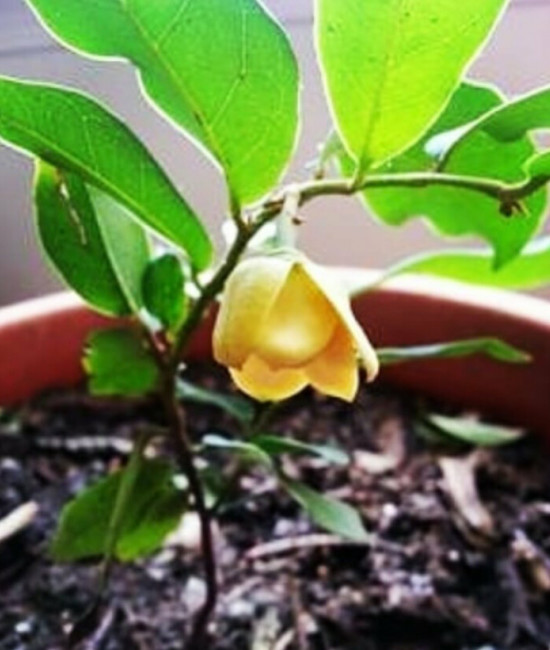 Rauwenhoffia siamensis