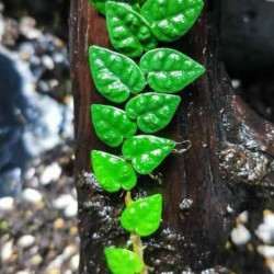 Ficus pumila var. minima
