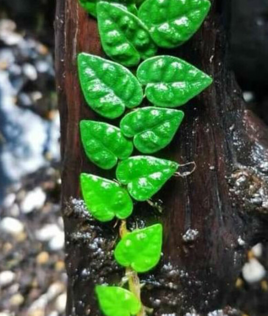 Ficus pumila var. minima