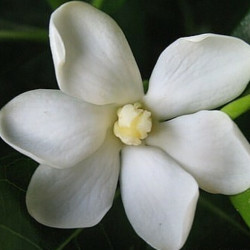 Gardenia  S P-4