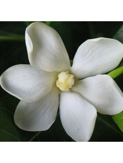 Gardenia  S P-4