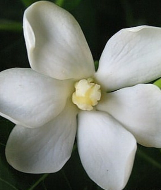 Gardenia  S P-4