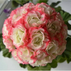 Герань  Apple Blossom Rosebud-