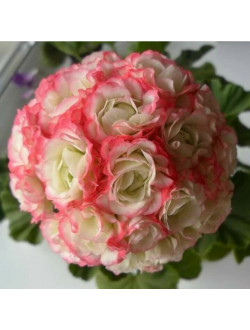 Герань  Apple Blossom Rosebud-