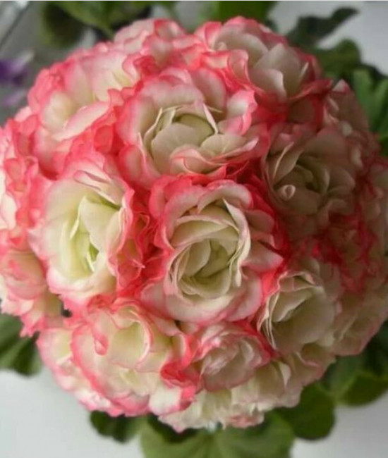 Герань  Apple Blossom Rosebud-