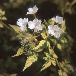 Jasminum officinale 'Aureovariegatum