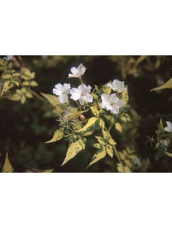Jasminum officinale 'Aureovariegatum