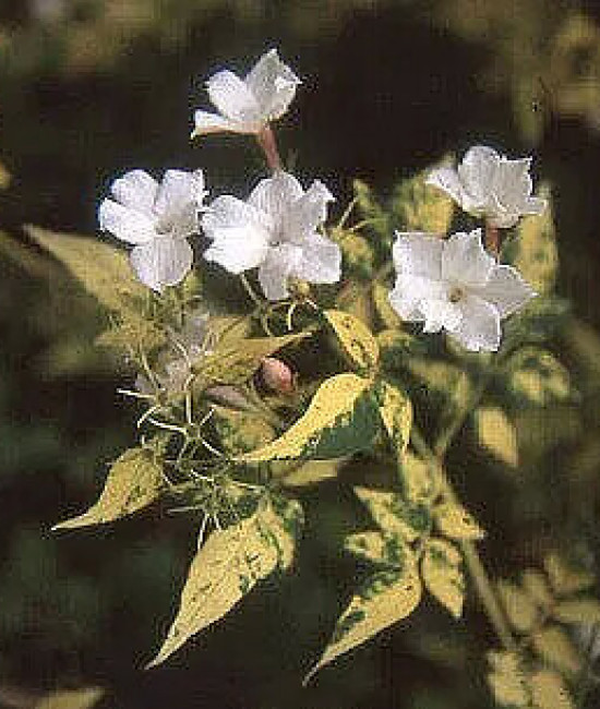 Jasminum officinale 'Aureovariegatum